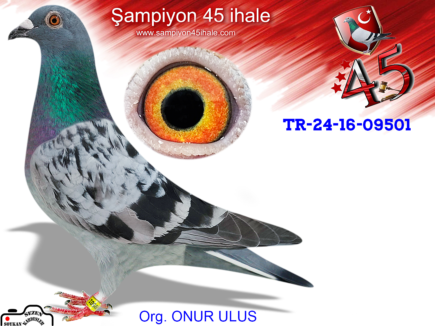 TR-24-16-09501 DİŞİ