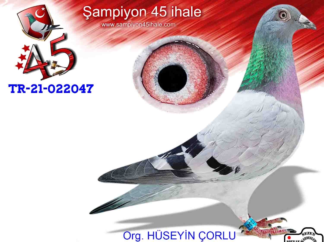 TR-21-022047 DİŞİ