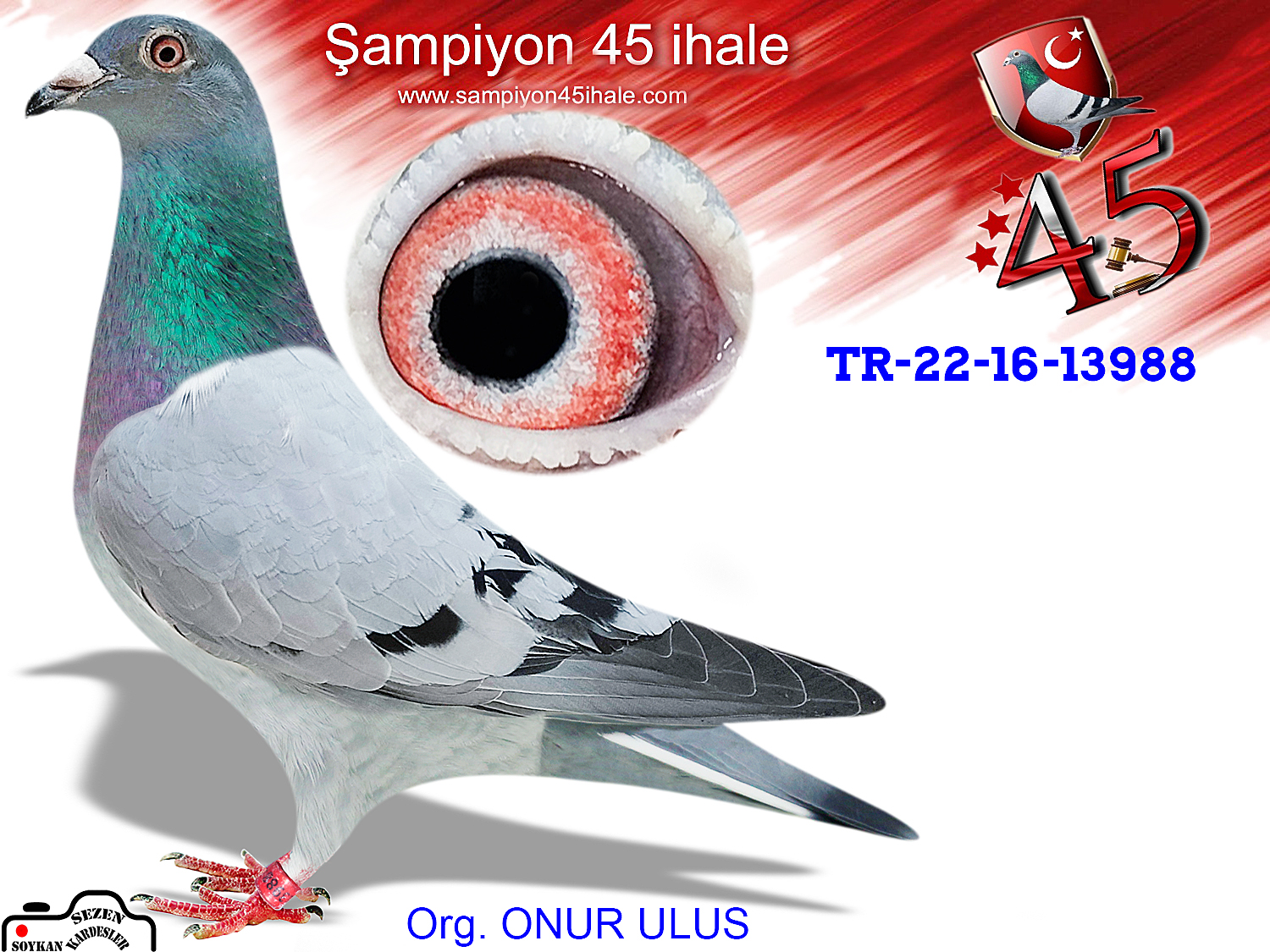 TR-22-16-13988 DİŞİ